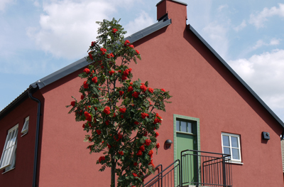 Bild på hus med röd fasad. Framför hus står ett blommande rönnbärsträd.